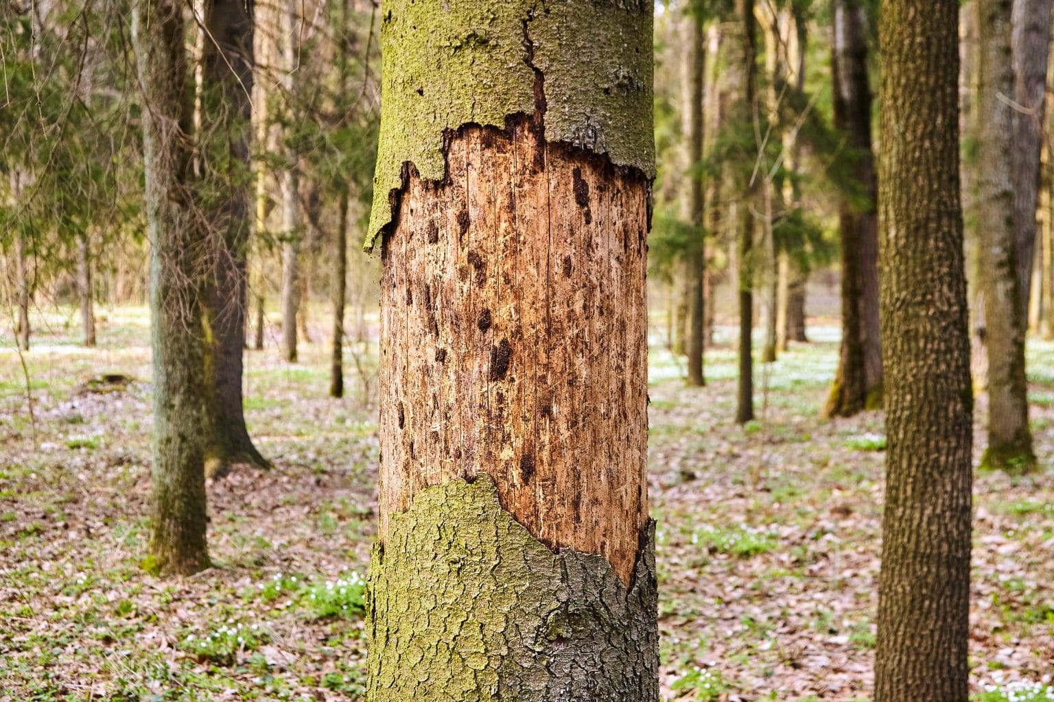 10 Common Tree Diseases in Oregon and How to Spot Them hero image