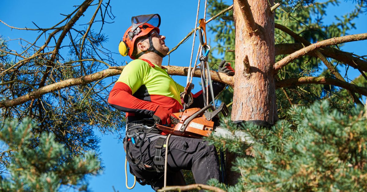 Certified Arborist Portland Oregon hero image