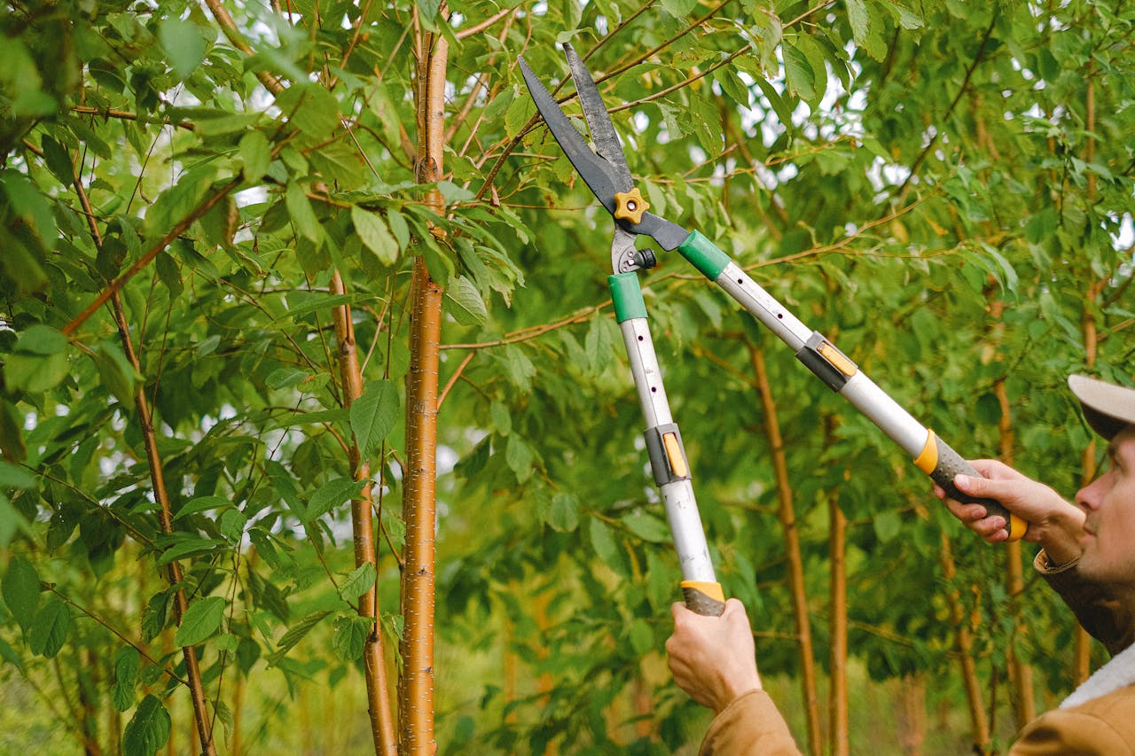 Professional Pruning Services Portland Oregon hero image