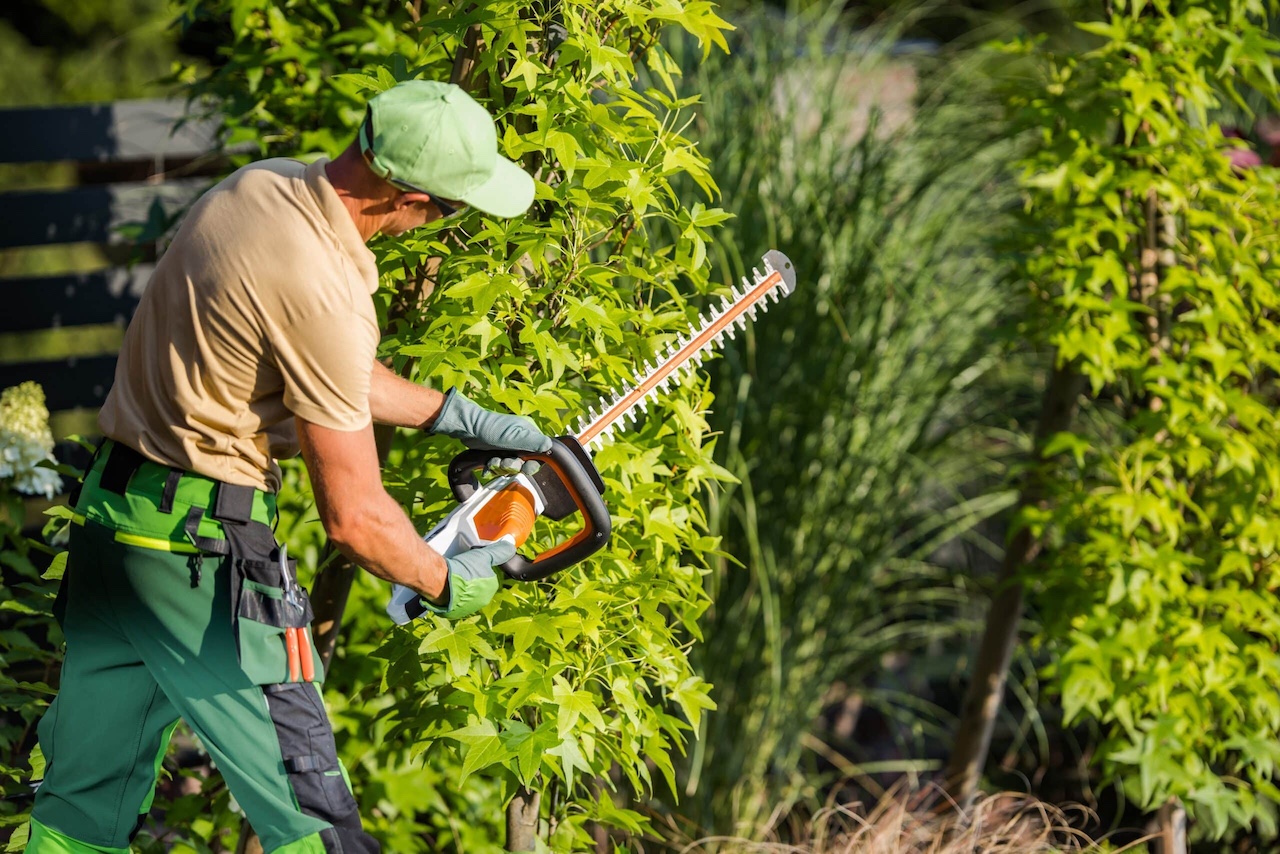 The Benefits of Regular Tree Pruning and Maintenance hero image