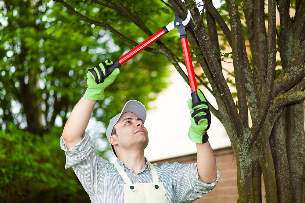 Tree Pruning Services Portland Oregon hero image