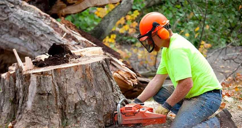 Tree Removal Services Portland Oregon hero image