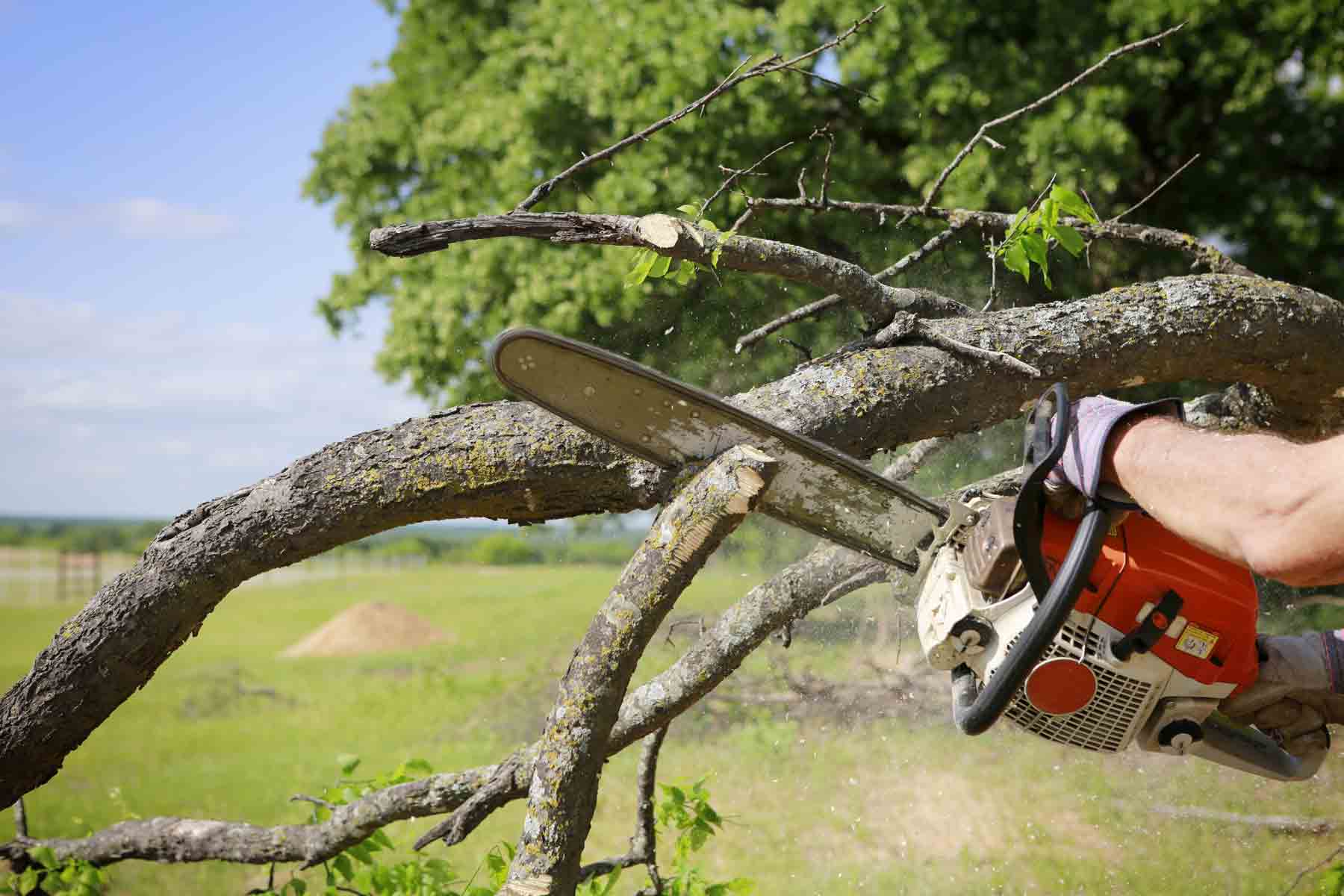 Tree Trimming Services Portland Oregon hero image