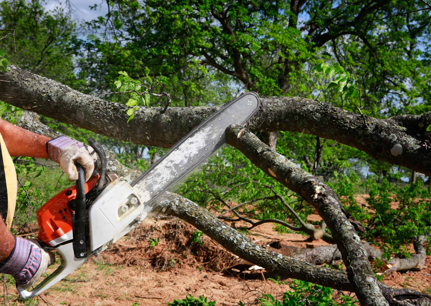 Why Professional Tree Removal is Safer Than DIY hero image