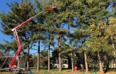 Aerial Tree Lifting Services Portland Oregon service image