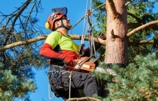 Certified Arborist Portland Oregon service image