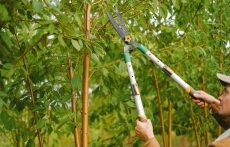 Professional Pruning Services Portland Oregon service image