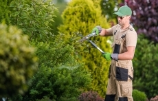 Tree Care Services Portland Oregon service image