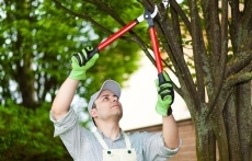 Tree Pruning Services Portland Oregon service image