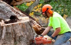 Tree Removal Services Portland Oregon service image